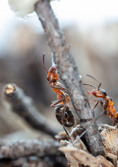 big red forest ant in natural habitat
