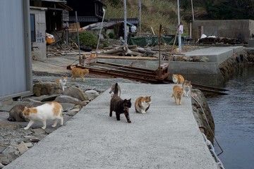 愛媛県大洲市あおしまの猫達