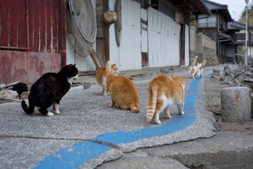 愛媛県大洲市あおしまの猫達