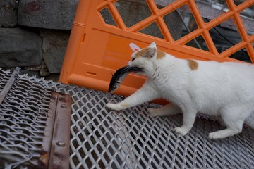 愛媛県大洲市あおしまの猫達