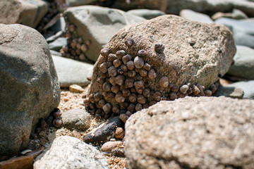 Sea shells clinging to a stone on the seashore on a sunny day.