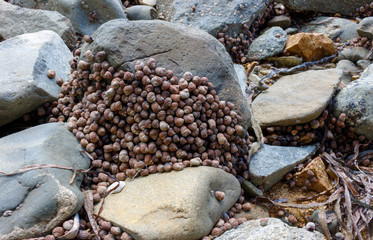 Sea shells clinging a stone on the seashore