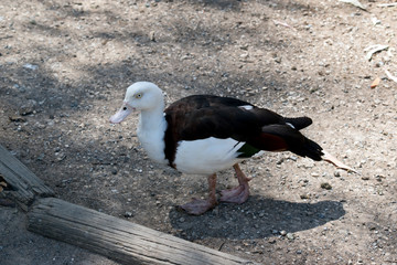 the Radjah Shelduck is a white and brown duck with white eyes