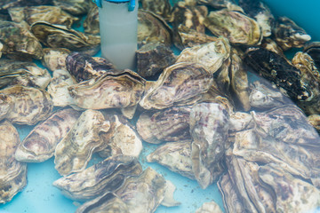 Oysters and sea shells in the water in market