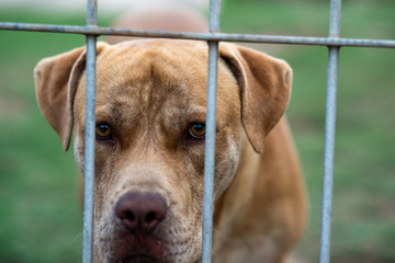 Sad looking dog looking through fence