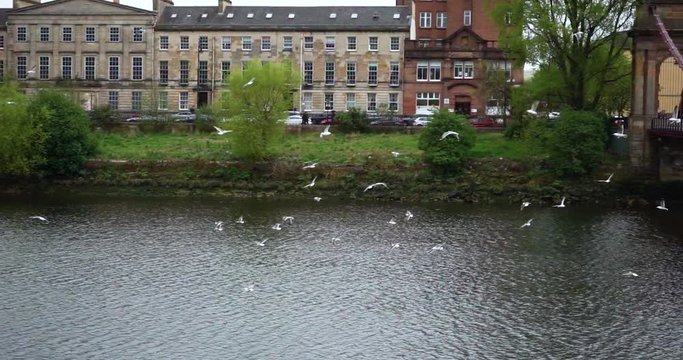 Seagulls Over River