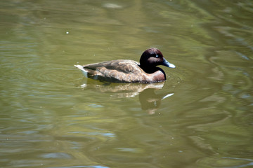 this is a side view of a white eyed duck