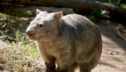 this is a close up of a common wobat