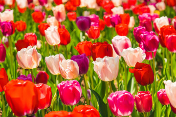 Field of tulips in spring at Hibiya garden, Tokyo, Japan