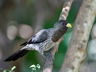 Western plantain-eater (Crinifer piscator)