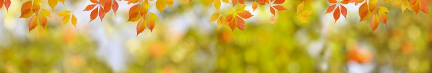 Multicolor autumn background. Extra wide nature background border with red leaves and blurred backdrop. Panoramic format for banner.
