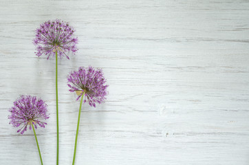 Purple flowers on a wooden background - obrazy, fototapety, plakaty