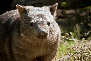 this is a close up of a common wombat
