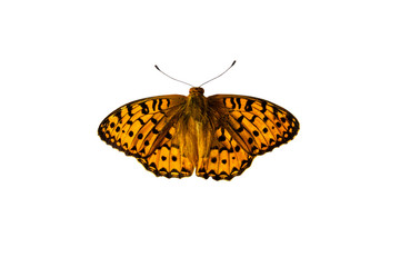 Fototapeta na wymiar Butterfly isolated on white background with clipping path