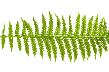 Green fern leaf isolated on white background