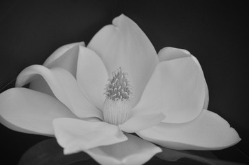 Sweet beautiful magnolia