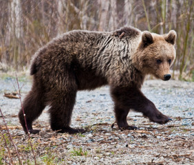 Fototapeta premium Brown Bear