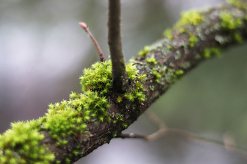 moss on a tree in winter close-up
