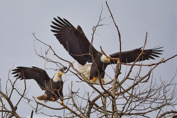 Big Lineup at the Eagle Landing Tree
