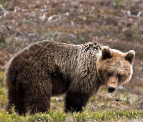 Fototapeta premium Brown Bear Grassing