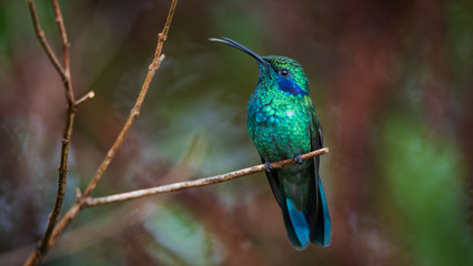 Bird on a branch