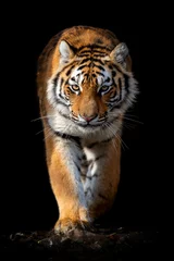 Foto op Aluminium Close-up gezicht tijger geïsoleerd op zwarte achtergrond © byrdyak
