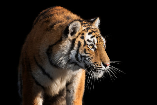 Close up face tiger isolated on black background