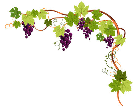 Grapevine plant with grapes and tendrils for top angle frame