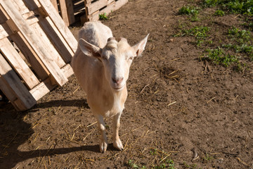 Portrait of a goat on a corral farm