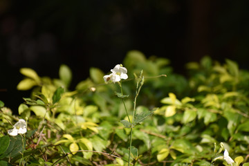 A beautiful and small white colored flower with leaves on black background, fresh look of small flowers in india