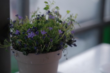 Campanula isophylla, Violet bellflowers in a pot on a table near window.