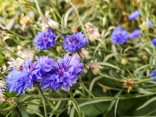 Spring blue cornflower, green spica flowers in field with bokeh, centaurea cyanus.