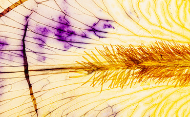 iris petal on the white background