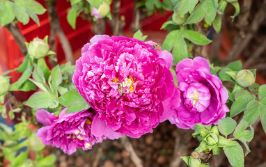 Pink peony in the garden.