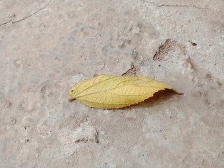 autumn leaves on wooden background