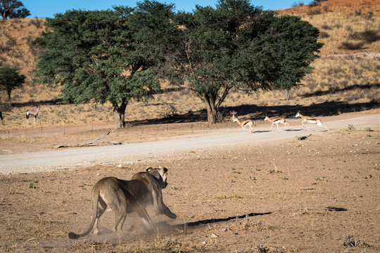 Lion Running On Field