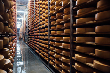 Cheese factory production shelves with aging cheese
