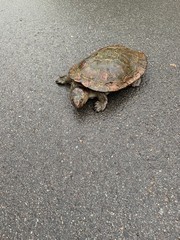 turtle on sand