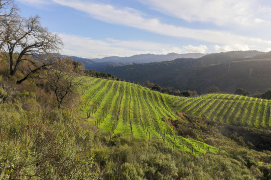 Vineyards above the foothills of Saratoga in Santa Cruz Mountains. Viewed from Fremont Older Preserve, Santa Clara County, California, USA.