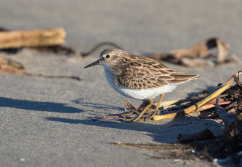 Sanderling looking for food on the Galveston Island's beach, Texas, USA