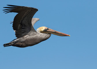 Brown Pelican(Pelecanus occidentalis) fishing in the  ocean, Galveston, Texas, USA
