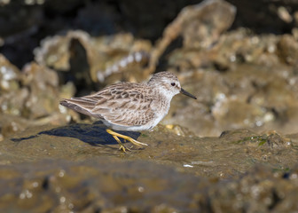Sanderling looking for food on the Galveston Island's beach, Texas, USA