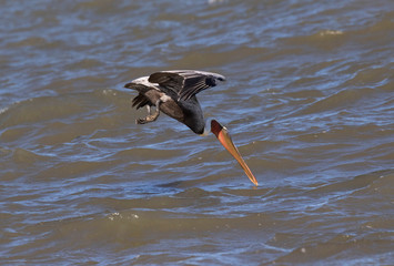 The brown pelican (Pelecanus occidentalis) fishing in the  ocean, Galveston, Texas, USA