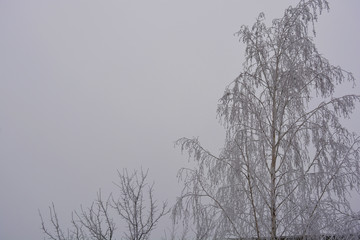 Beautiful velvet trees under a cover of white snow, bright hoarfrost and beautiful snowflakes in the winter in the city of Dnipro.