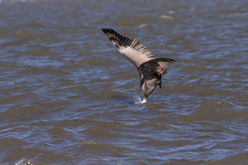 The brown pelican (Pelecanus occidentalis) diving in the  ocean, Galveston, Texas, USA