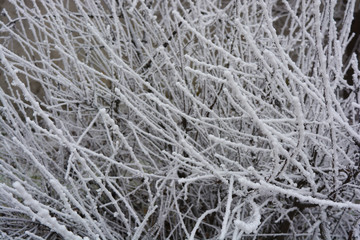 Beautiful large verka and branches of mulberry, apple tree, trees decorated with soft snow with bright hoarfrost and beautiful snowflakes in winter.