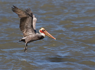 California Brown Pelican(Pelecanus occidentalis) fishing in the  ocean, Galveston, Texas, USA