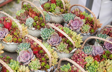 Rectangular arrangement of succulents; cactus succulents in a planter