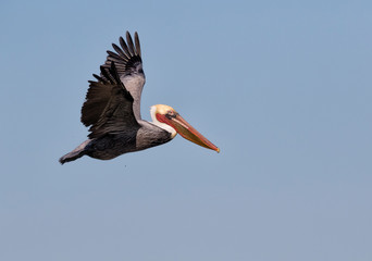 California Brown Pelican(Pelecanus occidentalis) fishing in the  ocean, Galveston, Texas, USA