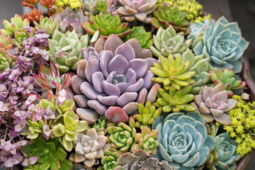Rectangular arrangement of succulents; cactus succulents in a planter